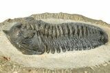 Morocconites Trilobite Fossil - Pathological Rostrum #300028-3